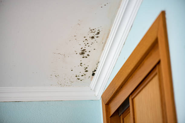 Best Mold Damage Repair  in Sausalito, CA
