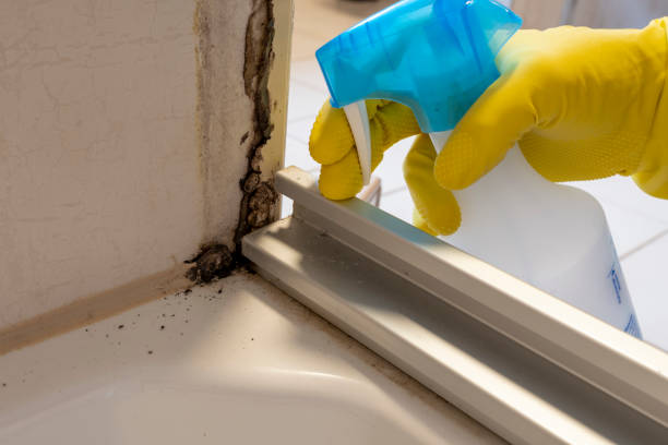 Best Attic Mold Removal  in Sausalito, CA