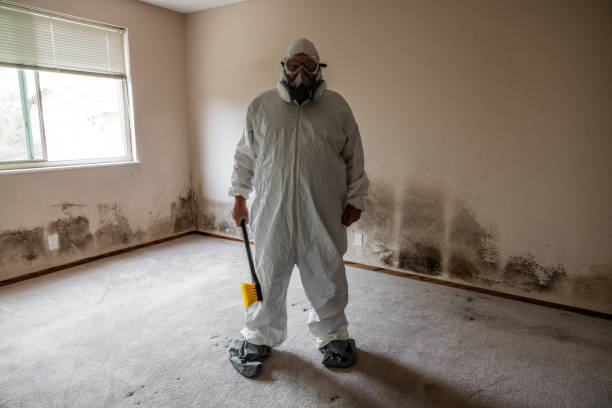 Attic Mold Removal in Sausalito, CA