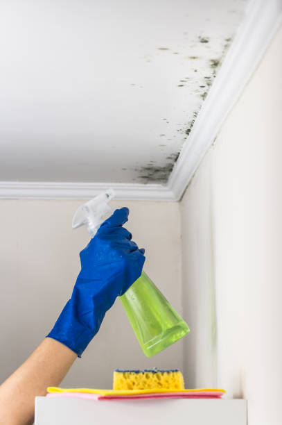Best Professional Mold Removal  in Sausalito, CA